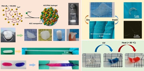 仿生材料 開啟新材料時代的前沿探索